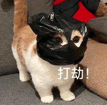 a cat wearing a black plastic bag on its head with chinese writing on it