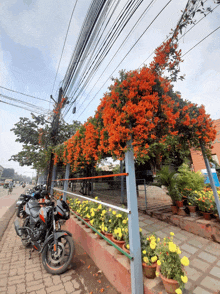 a row of motorcycles are parked in front of a tree with red flowers