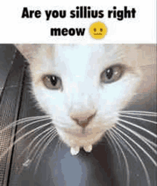 a white cat is looking at the camera with a smiley face on its face .