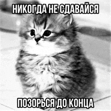 a black and white photo of a kitten with russian writing