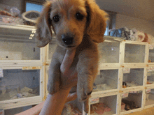 a person is holding a puppy in front of a row of kennels with a price tag that says 400