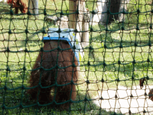 a bear is behind a fence with the letter p on the back of it