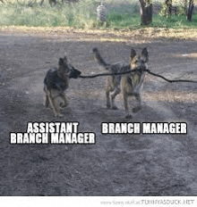 two german shepherd dogs are playing with a stick .