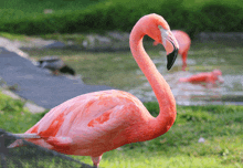 a flamingo is standing in the grass near a body of water