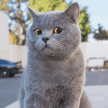 a close up of a gray cat looking at the camera