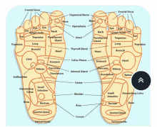 a diagram of a person 's foot showing the areas of the body