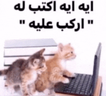 two kittens looking at a laptop with arabic writing on the bottom