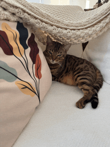 a cat laying on a couch under a blanket