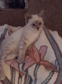 a kitten is laying on a blanket with a flower design