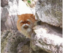 a cat with a beard is sitting on top of a rock .