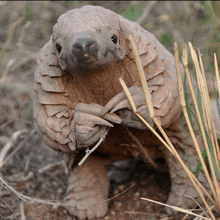 a close up of a pangolin standing in the dirt