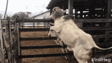 a bull is standing on its hind legs in a fenced in area with viralhog written on the bottom right