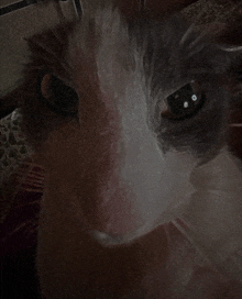 a close up of a cat 's face with a blurred background