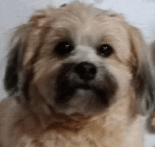 a close up of a dog 's face with a blurred background .