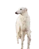 a white dog with a bandage on its leg is standing on a white background