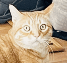 a close up of a cat laying on a wooden floor