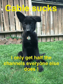 a black puppy sitting in the grass with a caption that says cable sucks