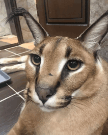 a close up of a cat 's face with a tray in the background