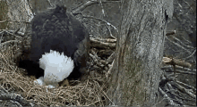 a bald eagle is sitting in a nest with a baby eagle .