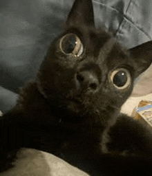 a black cat with big eyes is laying down on a bed looking at the camera .