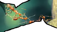 a group of ants are standing next to each other