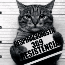 a black and white photo of a cat holding a sign that says respiracionista 369 resistencia .