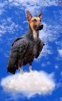 a dog with a bird 's wings is standing on a cloud