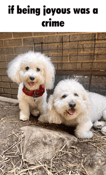 two small white dogs are sitting in front of a brick wall with the caption " if being joyous was a crime "