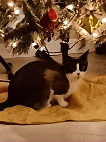 a black and white cat sitting on a yellow blanket under a christmas tree