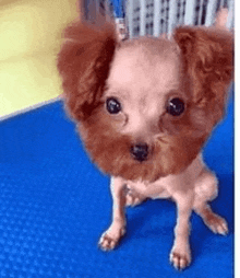 a small brown dog is sitting on a blue mat .