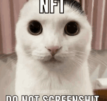 a cat with a mustache and the words nft do not screenshot