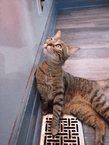 a cat is laying on a drain and looking up at something