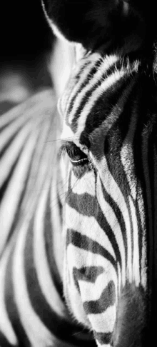 a close up of a zebra 's face with a black background