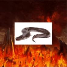 a picture of a snake in the middle of a fire scene