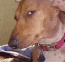 a close up of a dog wearing a pink collar looking at the camera .