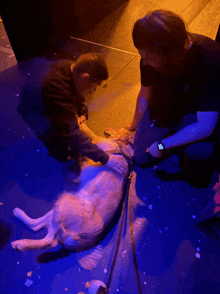 a man is petting a dog that is laying on the ground