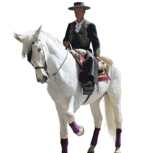 a man riding a white horse with purple socks on the legs