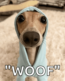 a dog is wrapped in a blue blanket with the word woof written below it