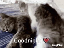 two cats are sleeping on a bed with the words goodnight written on the bottom