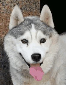 a husky dog with a pink tongue hanging out