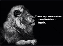 a black and white photo of a lion with the caption " the adept roars when the elite tries to bark . "