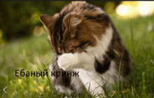 a cat is scratching itself in the grass with a foreign language written below it