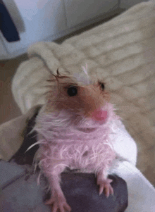 a close up of a wet hamster on a person 's lap