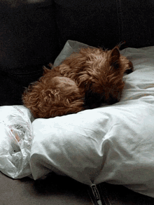 a brown dog is sleeping on a white pillow next to a plastic bag that says ' i love you ' on it