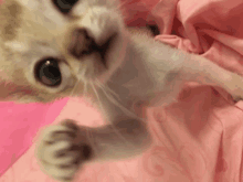 a kitten is laying on a pink blanket and looking up at the camera