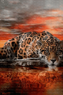 a picture of a leopard laying in the water with the words picmix on the bottom right