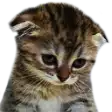 a close up of a kitten 's face with its ears folded on a white background .