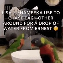 lisa and shameeka use to chase each other around for a drop of water from ernest 's bowl .