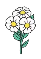 a bunch of white flowers with a yellow center on a white background .