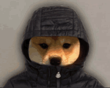 a dog is wearing a black jacket with a hood on its head